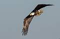 Kirms Photography Bald Eagle-1